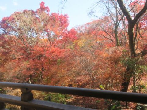 京都⑱　寺の庭