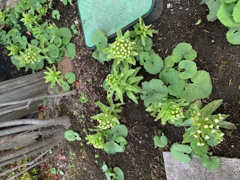 ふきの花