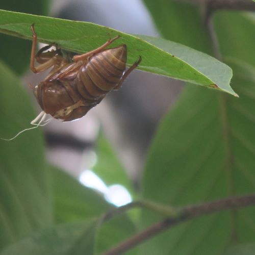 夏真っ盛り