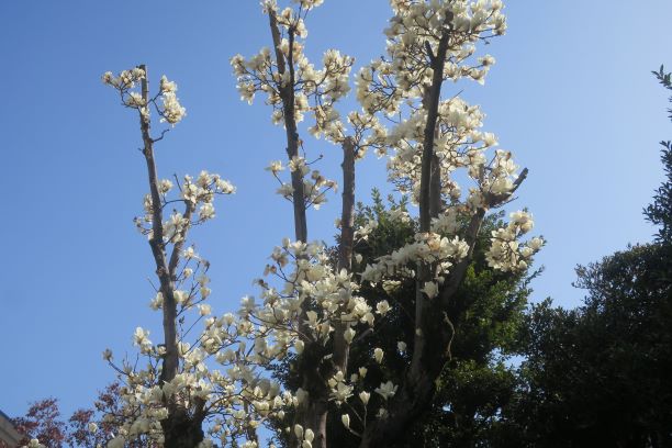 はく木蓮②